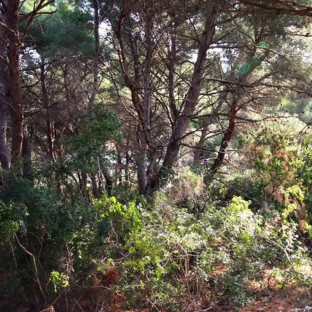 By The Sea Cove Blaca, Mljet - 10416 Maranovici